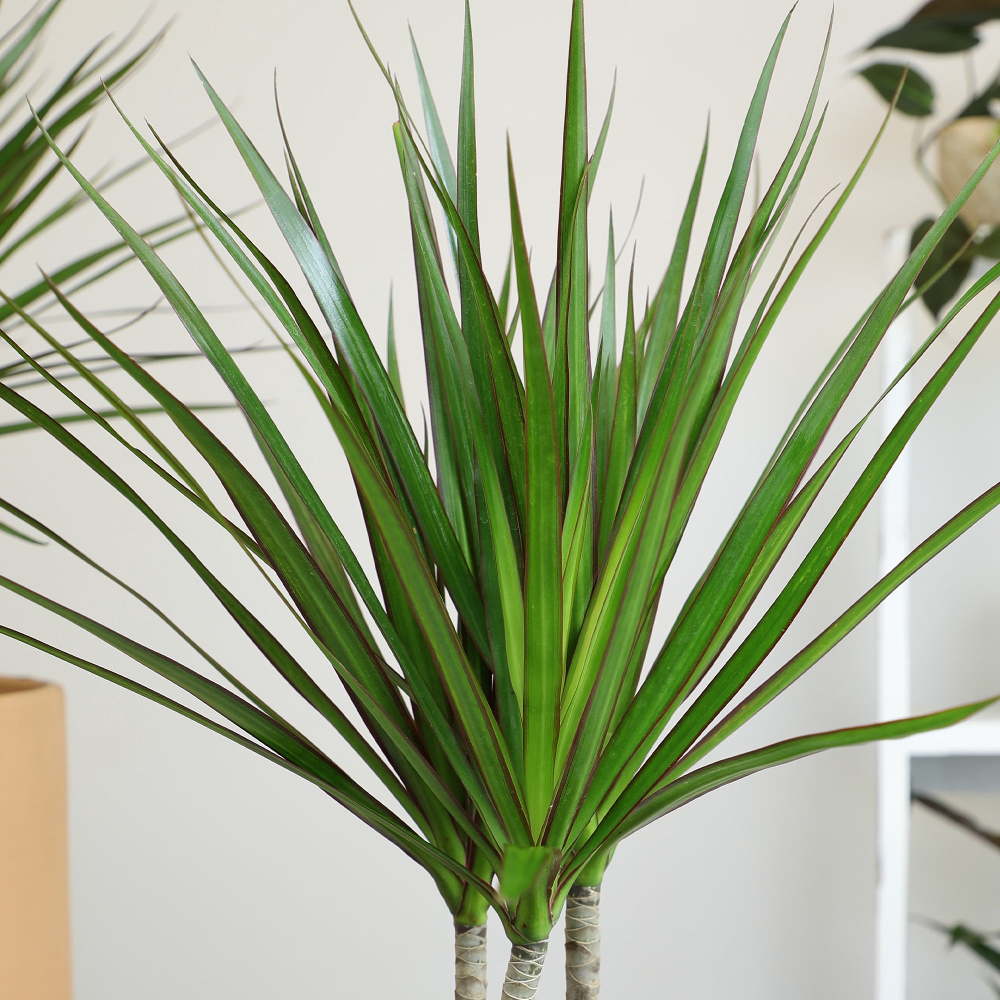 Element Dragon Tree Dracaena Marginata in 6" White Decor Pot (Approx 15" Tall) Live Plant