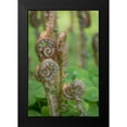 thumbnail image 2 of Mahan, Kathy 11x14 Black Modern Framed Museum Art Print Titled - Sword Fern II, 2 of 5