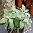 Sage (Salvia Officinalis) Great Garden Heirloom Herb 100 Seeds
