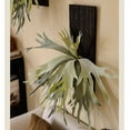 thumbnail image 5 of Artificial Antler Fern on Solid Wood Base, 5 of 7