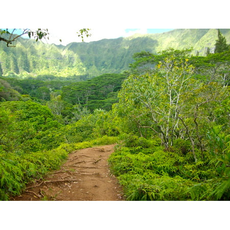 LAMINATED POSTER Hike Hawaii Trail Hill Hiking Path Pathway Poster Print 11 x (Best Hiking Trails In Hawaii)