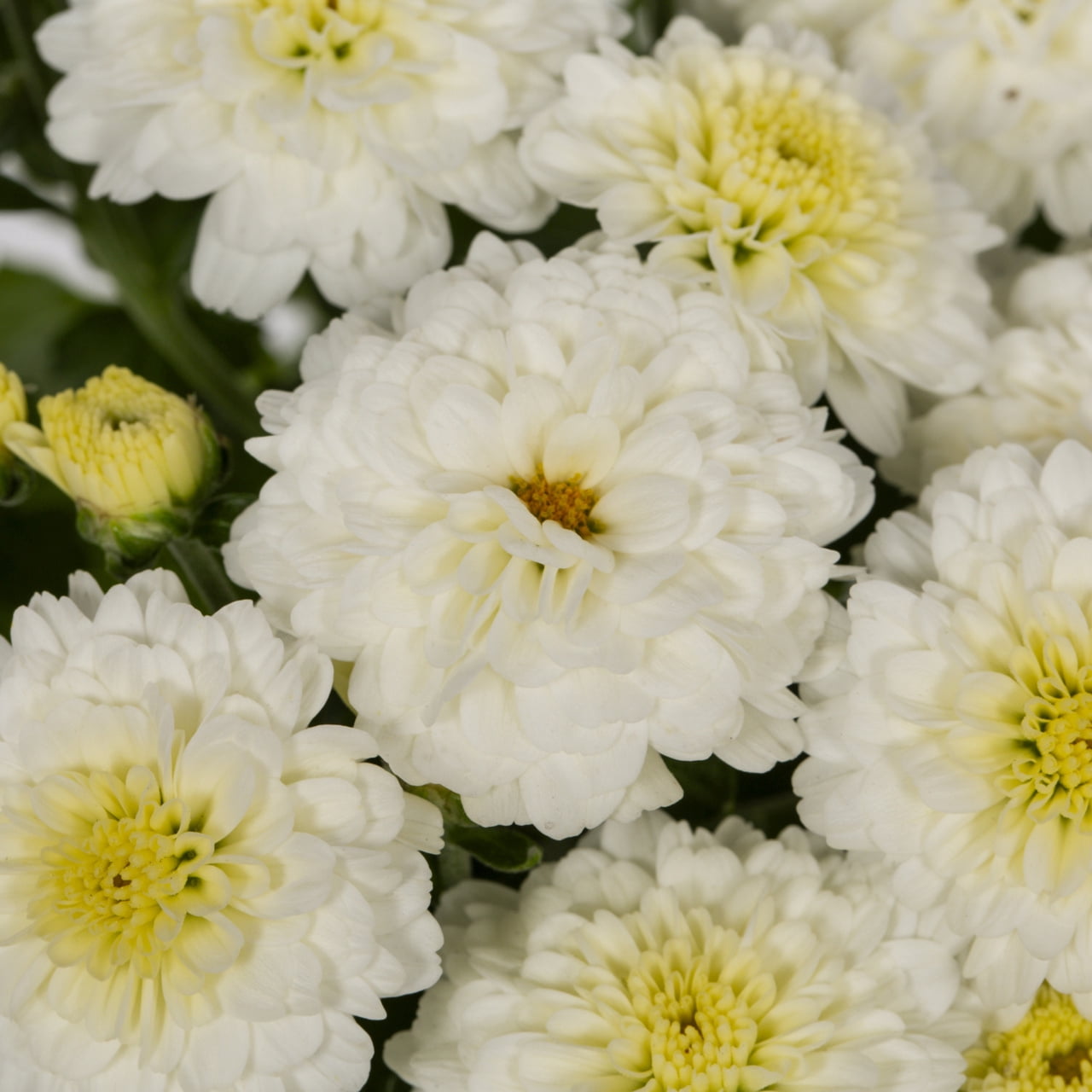 Better Homes & Gardens 1.5 gal White Garden Mum Live Plant in Decorative Planter