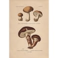 thumbnail image 2 of Honey Fungus, Armillaria Bulbigera And A Robusta Poster Print By ® Florilegius Mary Evans (18 X 24), 2 of 4