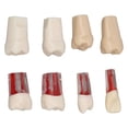 thumbnail image 4 of Modelo de dientes de raíz de canal, 8 piezas Dientes de raíz de canal Dientes de raíz de canal dental Modelo de enseñanza de dentista Artesanía superior, 4 of 8