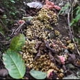 thumbnail image 6 of Volcanica Coffee Kopi Luwak Coffee - Cage Free, 2 oz. Sample Gift Box - 2 oz. sample gift box / Whole Bean, 6 of 6
