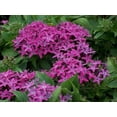 thumbnail image 3 of American Plant Exchange Violet Pentas Plant in 6" Pot, Vibrant Star Flowers, Full Sun, Easy Care, 3 of 5