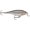 Silver, variant on Rapala Shallow Shad Rap 09 Crankbait Silver