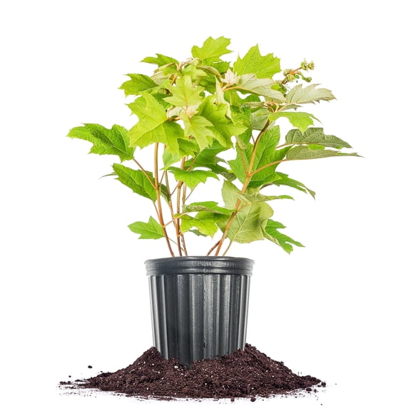 Perfect Plants Oakleaf Hydrangea 1 Gallon