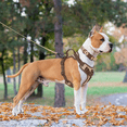 thumbnail image 2 of Wolfone No Pull Dog Harness Adjustable Soft Padded Pet Vest with Control Handle Adorable Daily Harness for Dogs（Cookie Chocolate XS）, 2 of 6