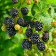 thumbnail image 2 of Set 2 Triple Crown Thornless BlackBerry Plant Live 4-8 Inch Tall, 2 of 6