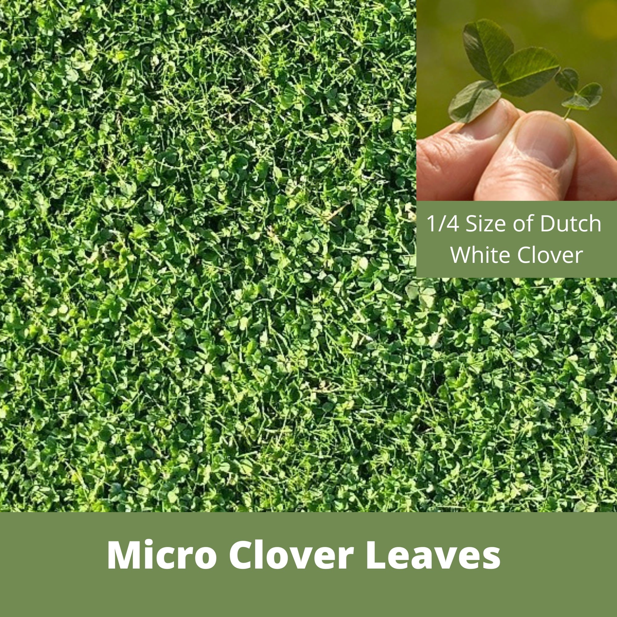 Flawn Seed Kits Shaker Jug Micro Clover and Fine Fescue Grass Seeds - Easy Spread, Low Maintenance