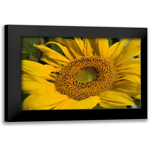Peterson, Lee 14x11 Black Modern Framed Museum Art Print Titled - Sunflower I