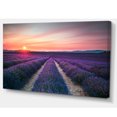 thumbnail image 2 of Endless Rows of Lavender Flowers, 2 of 3