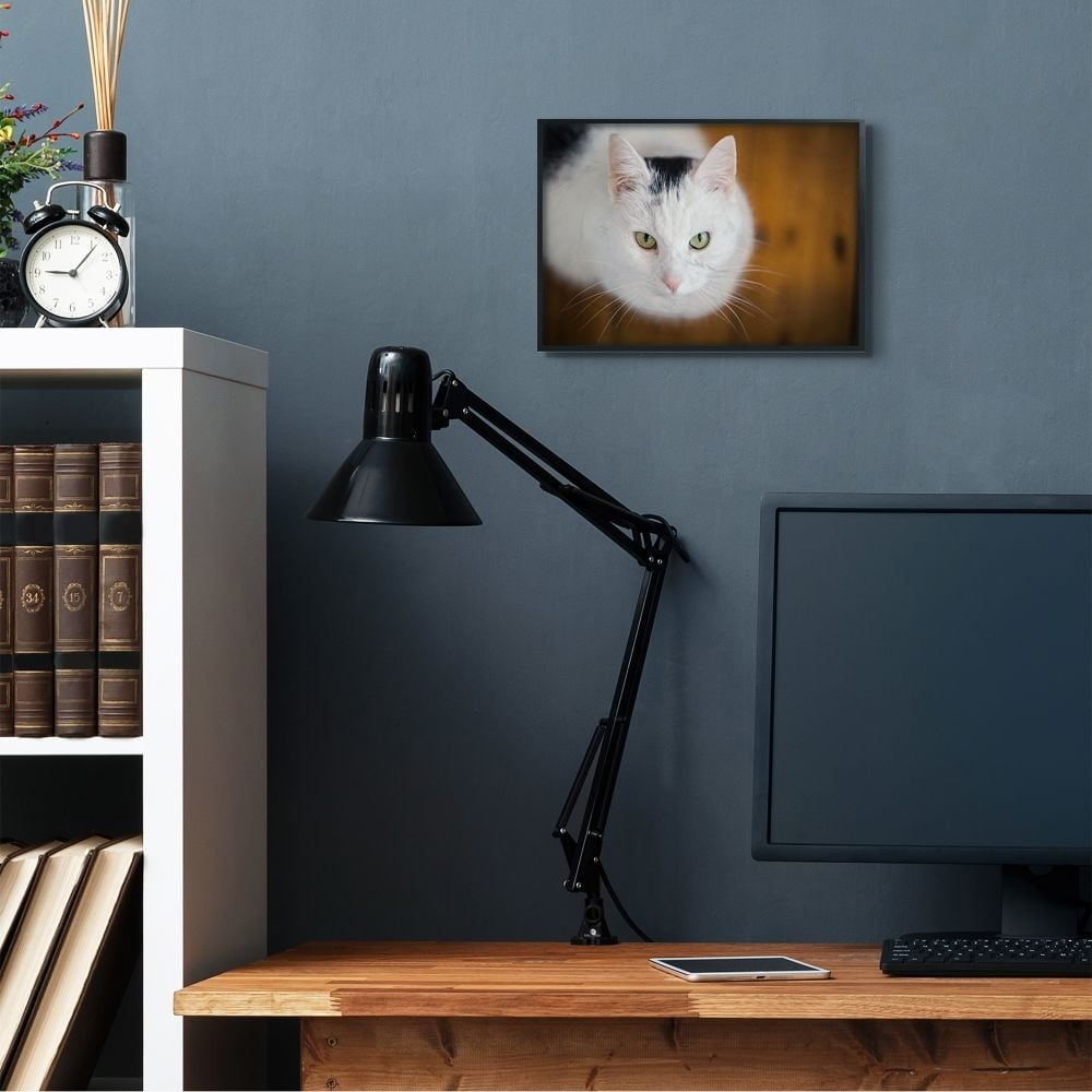 Stupell Industries Cat Eyes Animal Photograph Framed Wall Art by Matthias Conrad