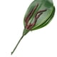 thumbnail image 4 of Hojas de orquídea Phalaenopsis Sincero 5 piezas 25 × 7 cm, 4 of 10