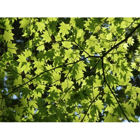 Green Lace Japanese Maple - Japanese Maple in Summer Colours, Kussharo Caldera Lake, Akan National Park, Hokkaido, Japan Print Wall Art By Tony Waltham