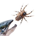 thumbnail image 4 of Araignée Appât Doux Bionique Leurres de Poisson Artificiels Leurre de Pêche en Forme d'Araignée Sans Mauvaises Herbes avec des Accessoires de Pêche de Conception Réaliste, 4 of 6