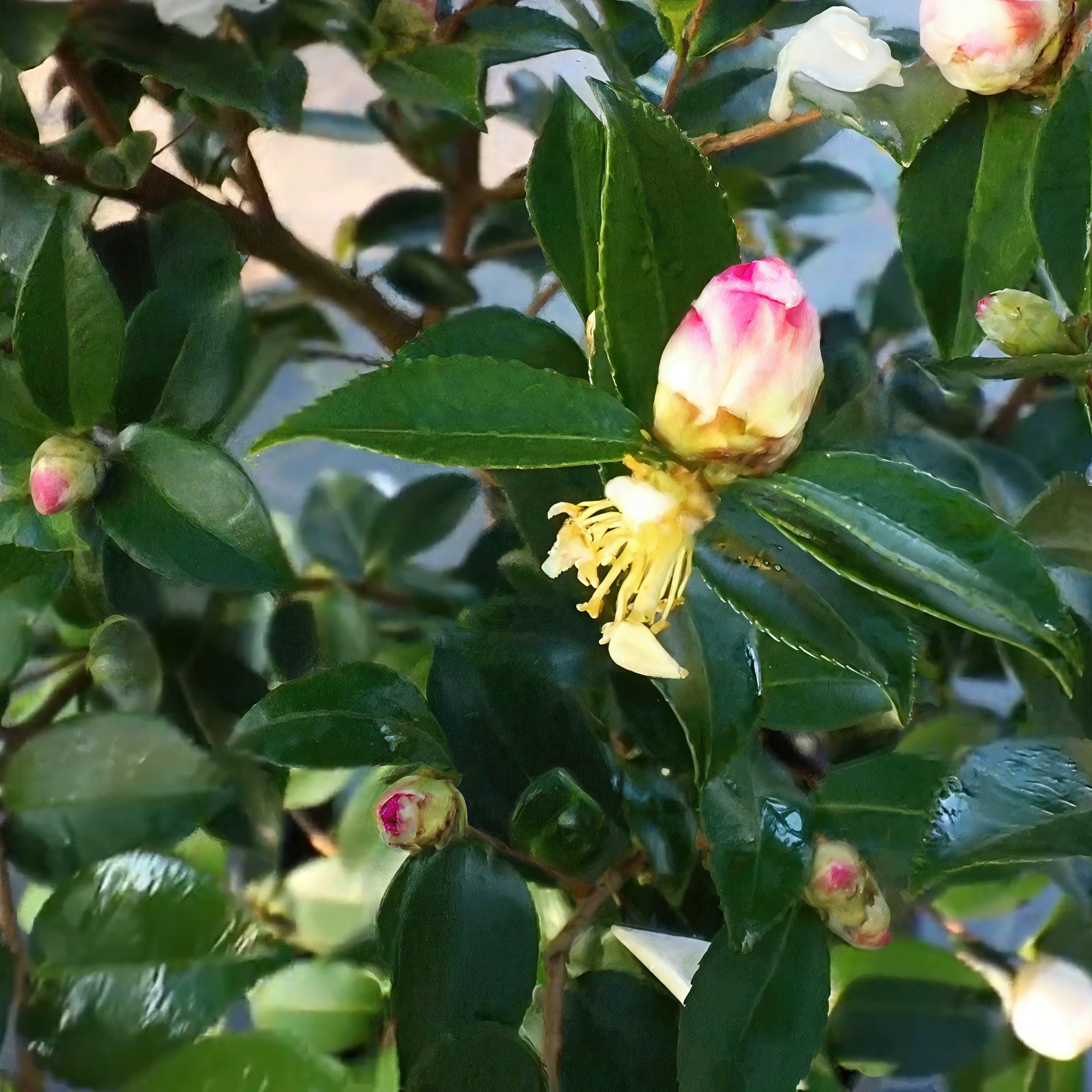 National Plant Network 1 gal. Camellia Sasanqua Winter's Snowman Shrub