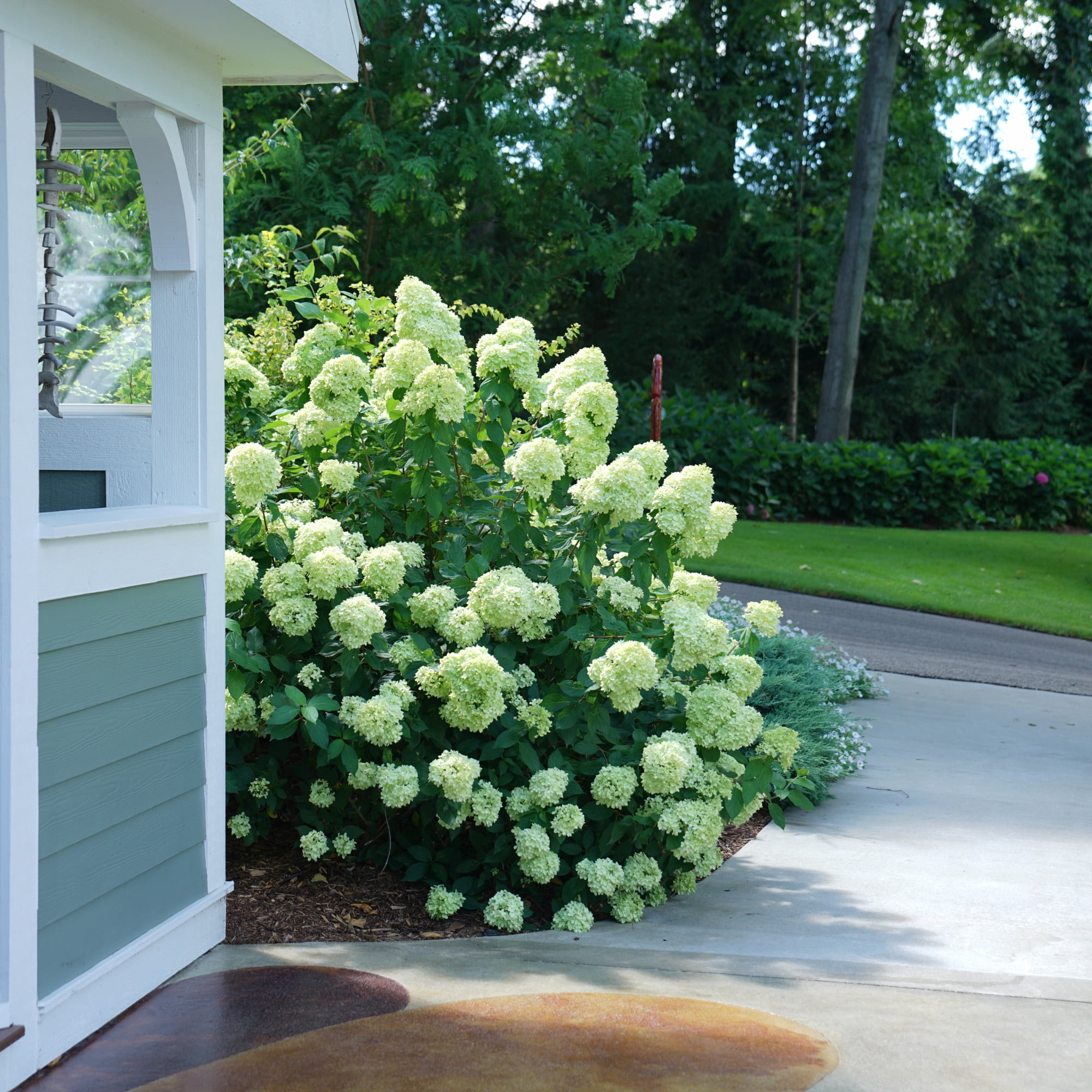 Proven Winners ColorChoice 6" Little Lime Panicle Hydrangea Live Plant in 7.5" Pot