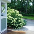 thumbnail image 5 of Proven Winners ColorChoice 5" Little Lime Panicle Hydrangea Live Plant in 4.5" Pot (4 Count), 5 of 10