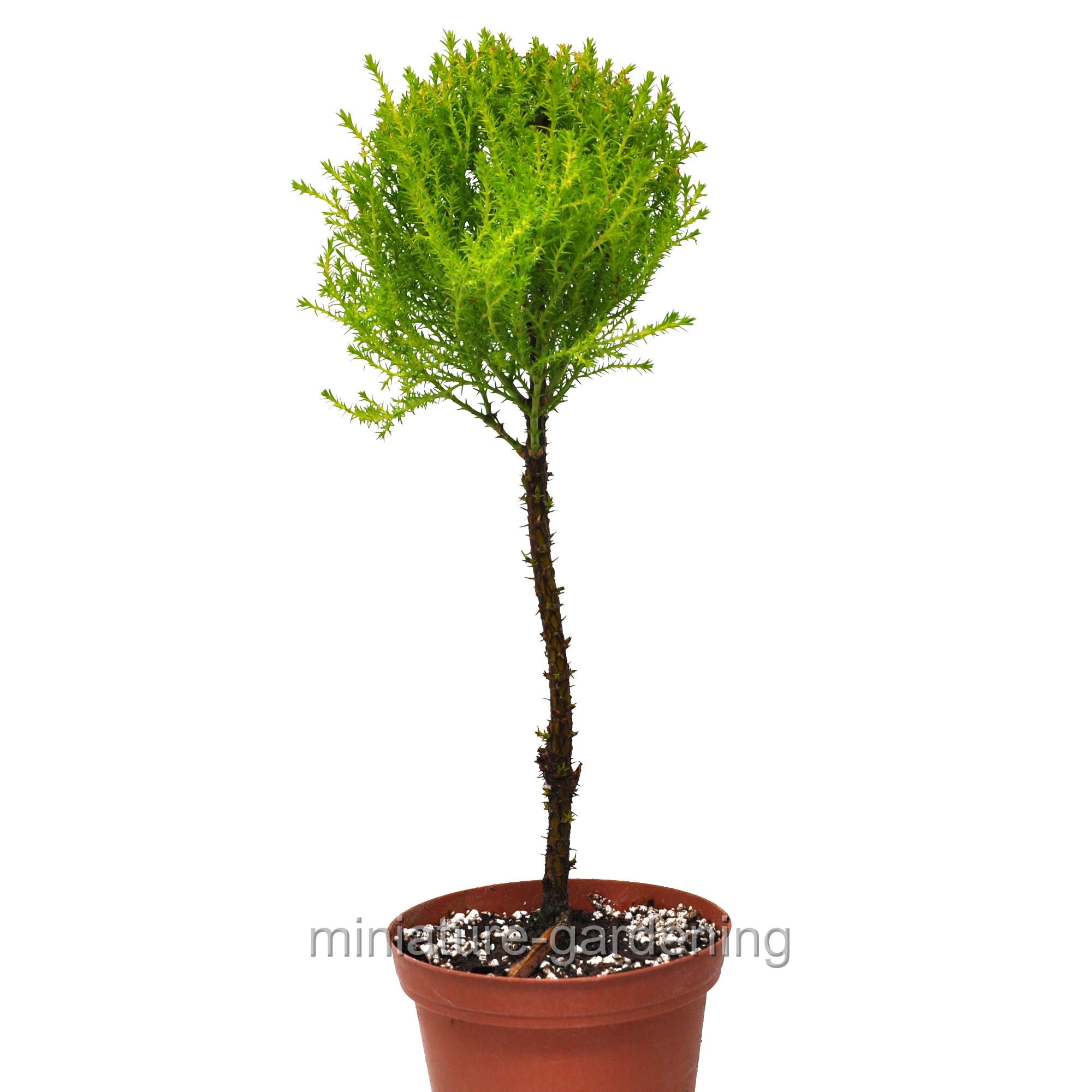 Cupressus macrocarpa, Lemon Cypress Topiary Standard