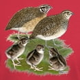 thumbnail image 3 of CafePress - Coturnix Quail Family Dark T Shirt - Men's Classic Graphic Cotton T-Shirt, 3 of 4