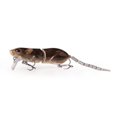 thumbnail image 1 of ZOUBAOQ ABS Carbon Steel 8cm Bionic Lure Mouse Bait - Realistic Movement, Stable Flight, Flexible Twisting, Sinking Design, 1 of 8