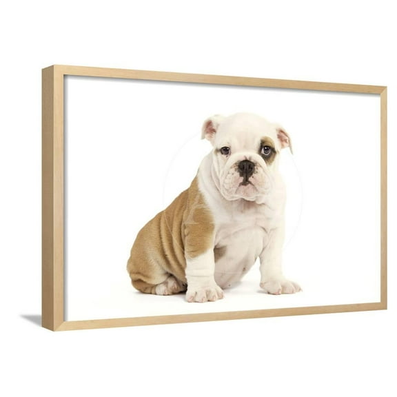 English Bulldog, Animals World Culture Framed Art Print Wall Art Sold by Art.Com