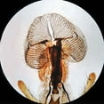 thumbnail image 4 of AmScope 50 Biology Pathology Prepared Microscope Slides Set New, 4 of 4