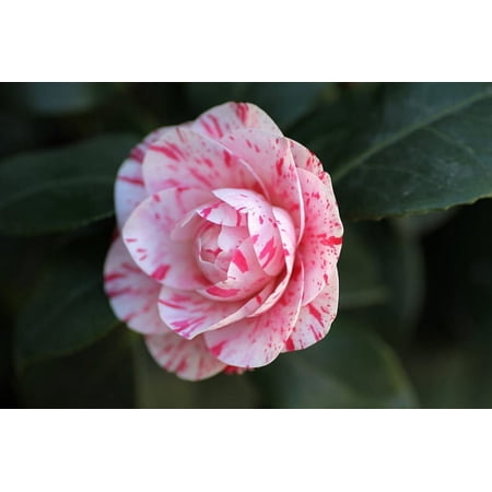 3 La Peppermint Camellia in 4 inch pots