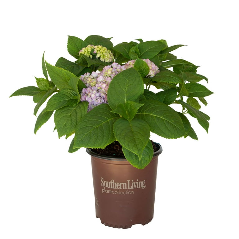 ドナルド・サルタン 「hydrangea in a green pot」 定番品】ドナルド・サルタン 「hydrangea in a green pot