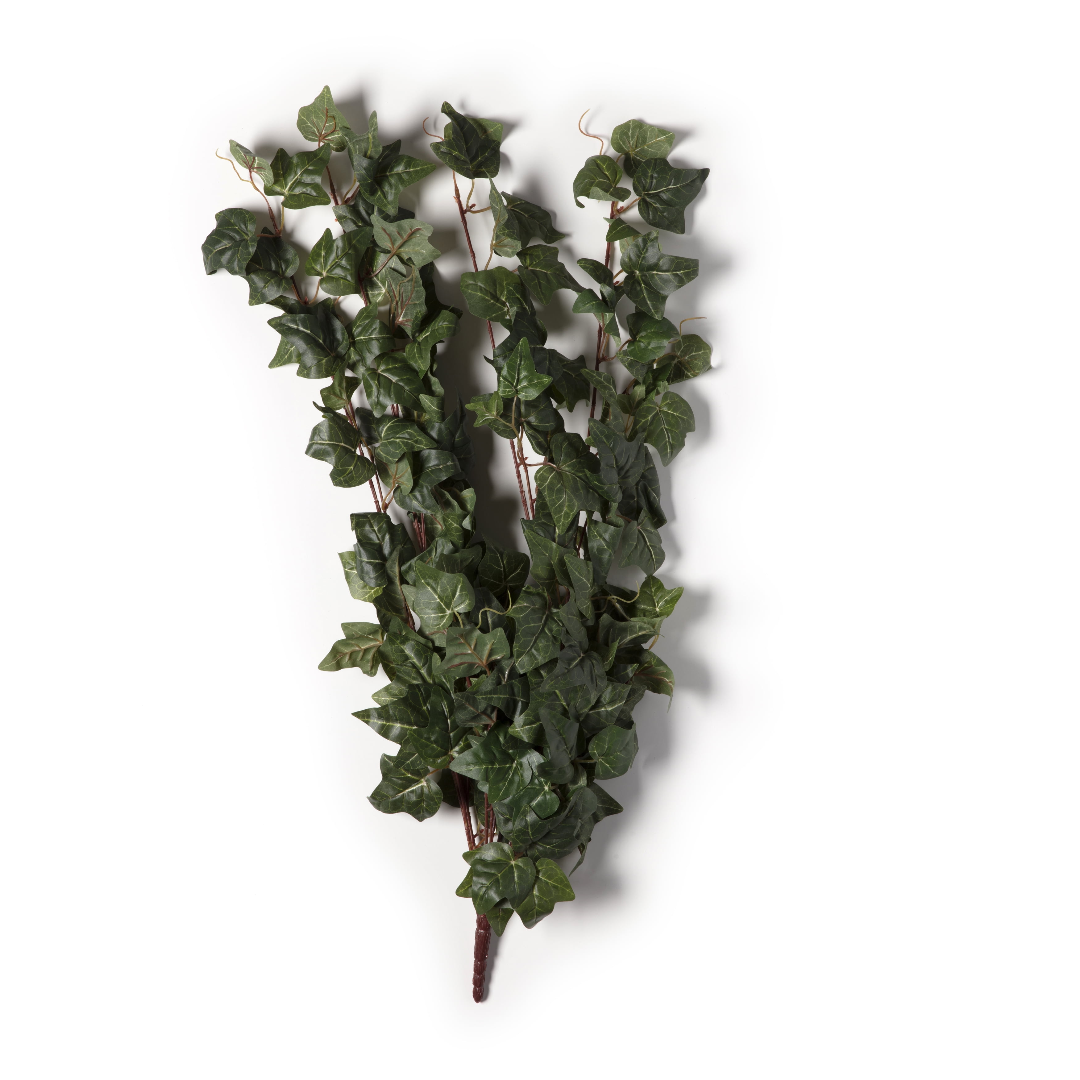 German Ivy Bush Ivy Collection by Ashland® - Walmart.com
