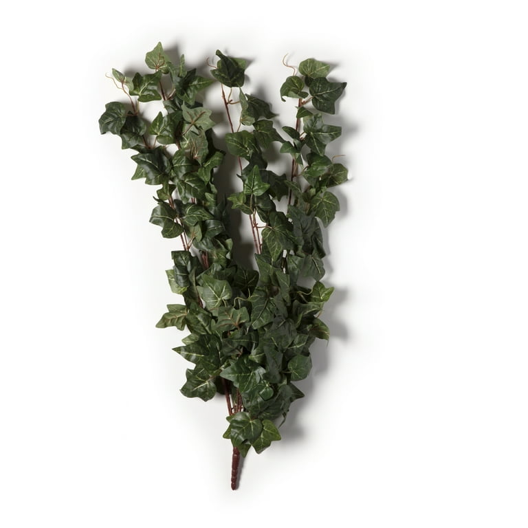 German Ivy Bush Ivy Collection by Ashland® - Walmart.com