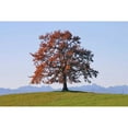thumbnail image 3 of Rossmeissl, Gerhard 24x17 Black Modern Framed Museum Art Print Titled - Der Baum, 3 of 5