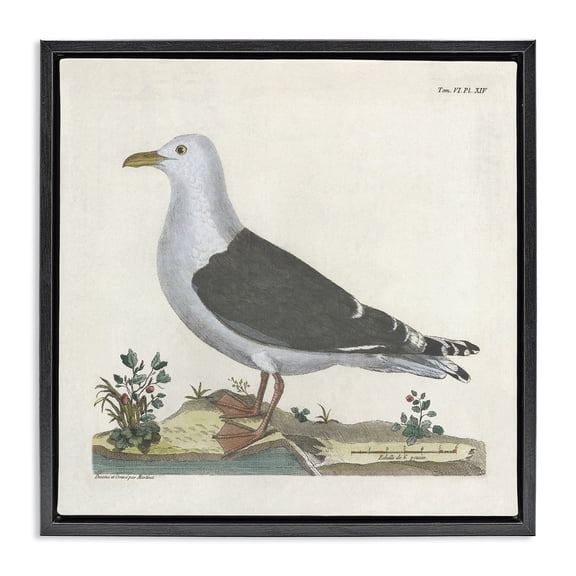 Stupell Industries Vintage Seagull Study Diagram Animals Painting Black Floater Framed Canvas Art Print Wall Art, 18 x 18