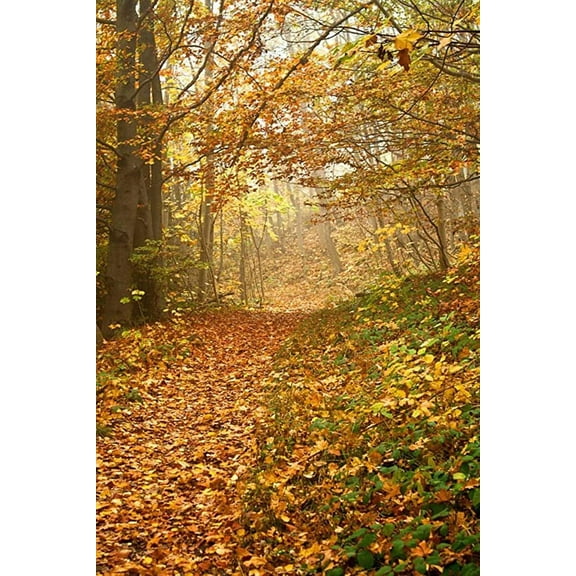 Iconic Arts Laminated 24x36 inches Poster: Autumn Forest Fall Foliage Colorful Way Path Trail Misty Nature Trees Season Outdoor Yellow Golden Wood Environment Orange Leaves Scenery