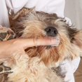 thumbnail image 2 of Finger Toothbrush For Dog & Cat, Dog Fingertip Toothbrush, Finger Brush For Pets Tooth Cleaning, 2 of 4