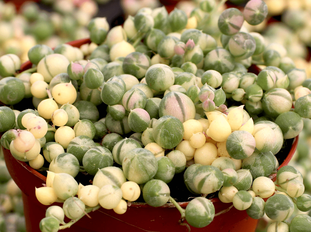 Variegated String of Pearls Plant Live for Planting, Trailing Hanging Succulent Plant for Indoor Outdoor in 2 Inch Pot