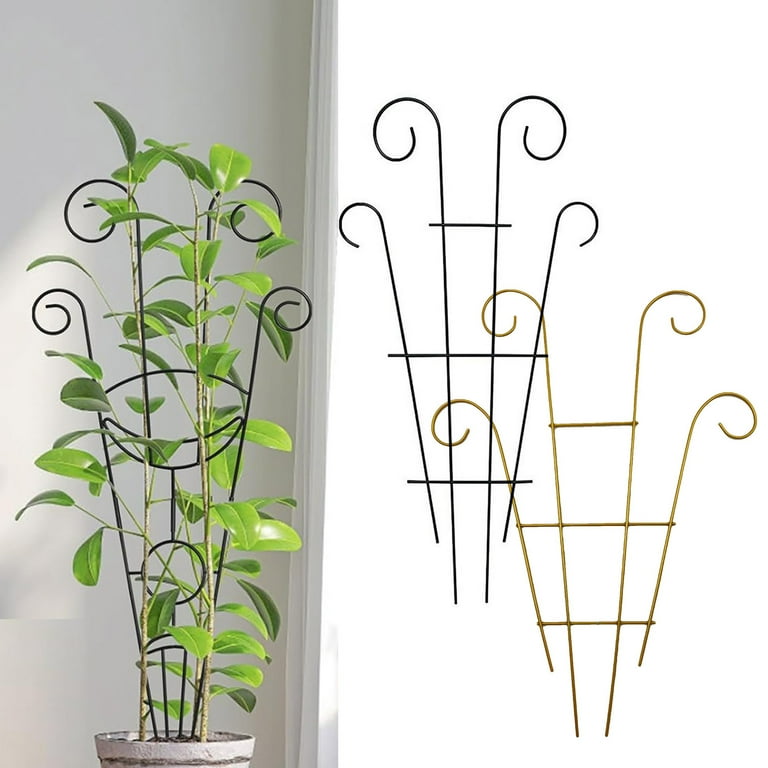 jade pothos plant Pearls & Jade Pothos (Regular)