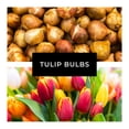 thumbnail image 3 of Angelique's New Love Tulip Bulbs for Planting (10 Pack) – Top Size Bulbs, Perennial Flowers- 10 Large Tulip Bulbs to Plant, 3 of 6