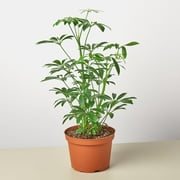Schefflera Arboricola 'Umbrella Plant' - 6" Pot