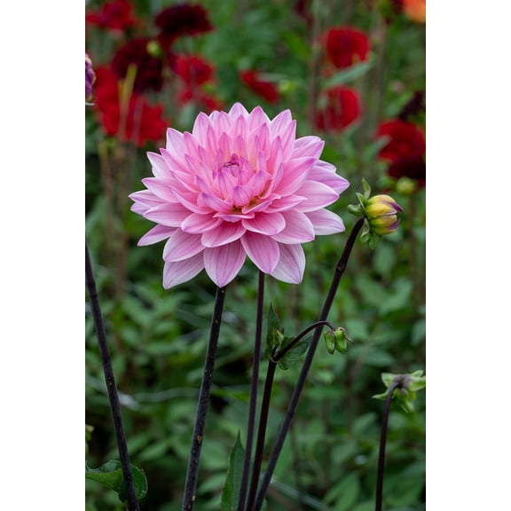 Karma Prospero® Decorative Dahlia - 1 Bulb Clump