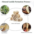 thumbnail image 5 of Esponja de lufa natural para ducha TUNC Exfoliante orgánico de lufa 6 piezas, 5 of 5