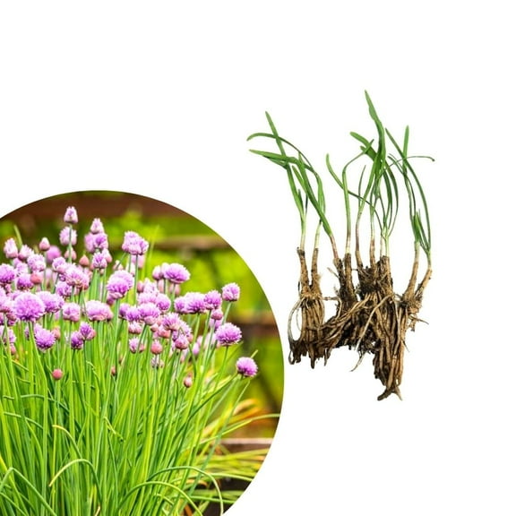 Live Chives Plant 4-6 Inches Tall, Hardy and Versatile Herb Chives Plant for Home Garden