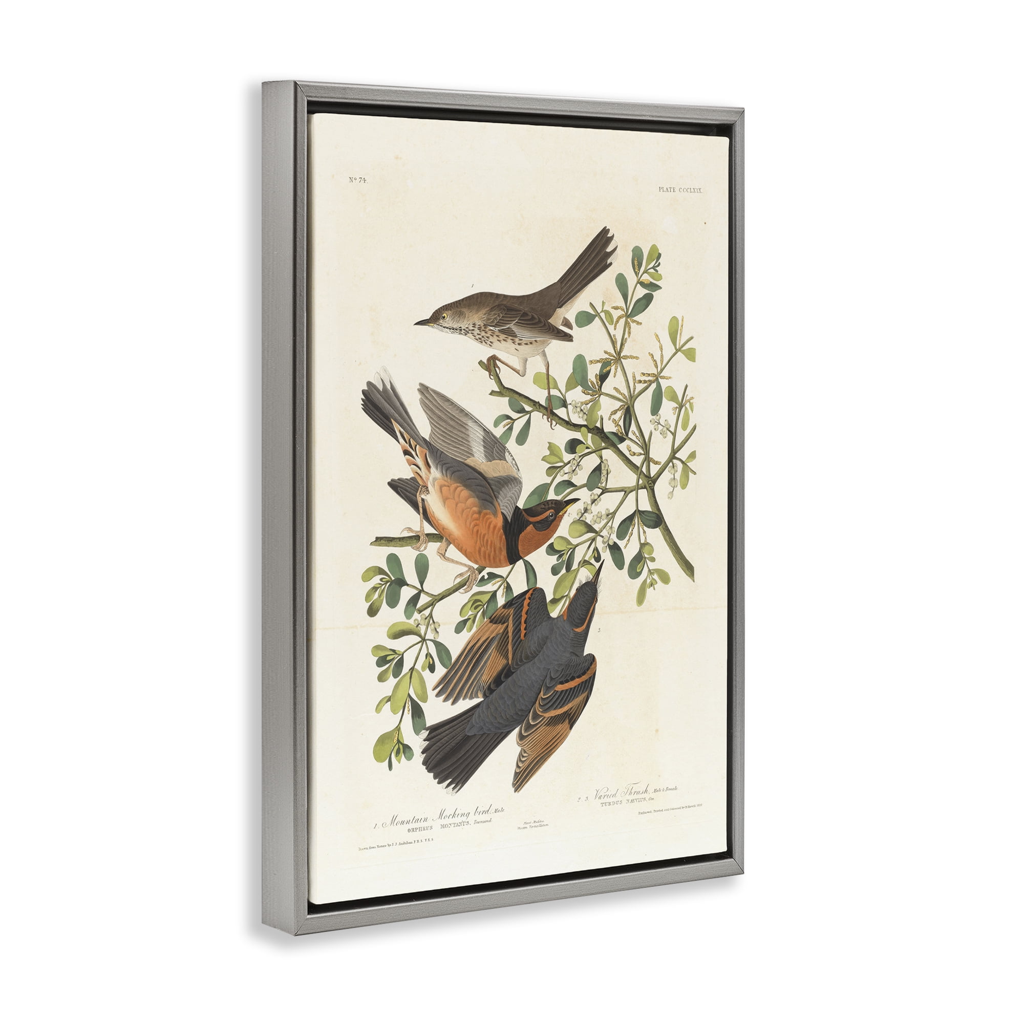 Stupell Industries Classic Audubon Bird Study Animals Painting Gray Floater Framed Canvas Art Print Wall Art, 17 x 25
