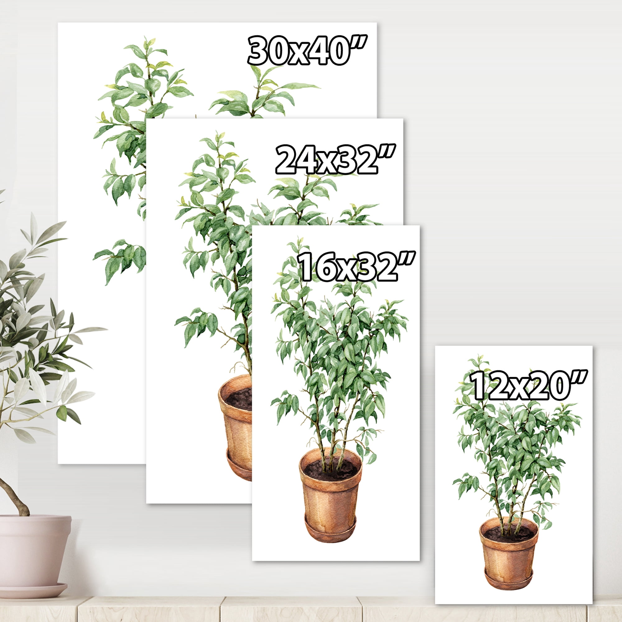 Designart ' Ficus Benjamina Plant In Clay Flowerpot ' Traditional Canvas Wall Art Print