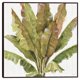thumbnail image 1 of Cuadros Decorativos Lisa Audit Mezcla de verdes VII con marco Canvas, 1 of 2