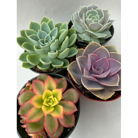 4" Succulent Assortment- 4pk