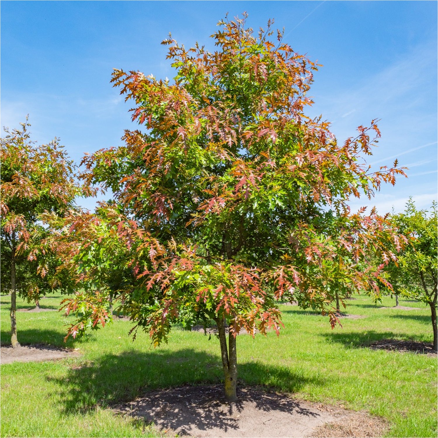 Expert Gardener 3-4' Oak New Madrid Live Tree in 1 gal. Grower Pot