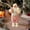 A, variant on Christmas Decor,Christmas Decorations Indoor,Christmas Tabletop Decor,Christmas Standing Santa Claus Figurine Hand Crafted Red Coat Santa Figure Doll for Home Office Table(D 12IN)